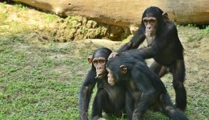 alipore zoo