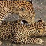Benog Wildlife Sanctuary
