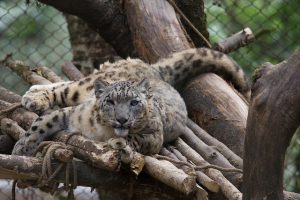 Padmaja Naidu Himalayan Zoological Park