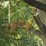 Kanakeshwar Forest