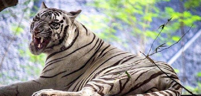 Arignar Anna Zoological Park