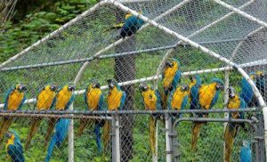 gulab bagh zoo