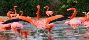 Indira Gandhi zoological park