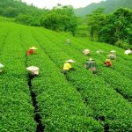 Darjeeling Tea Gardens