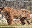 Zoo in India