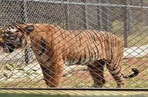 Zoo in India