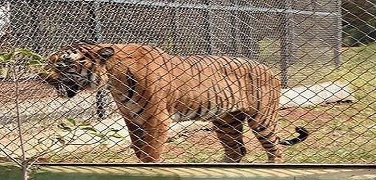 Zoo in India