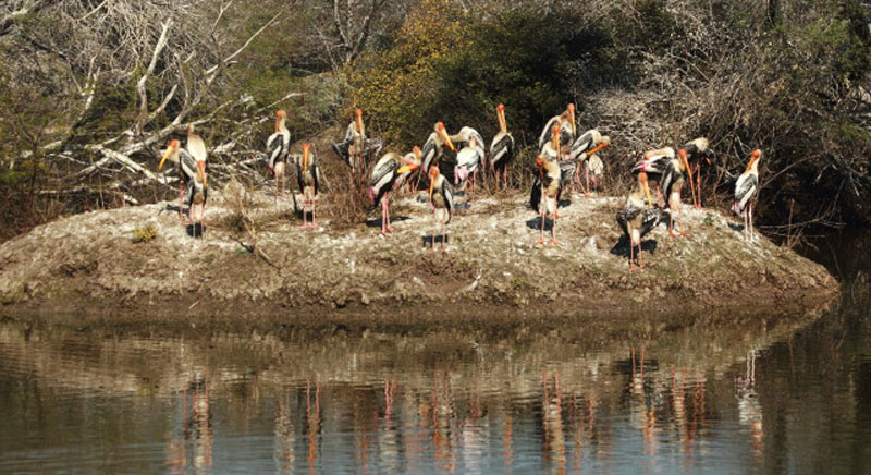 Bharatpur Bird Sanctuary, Rajasthan