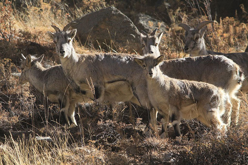 gangotri national park uttarakhand