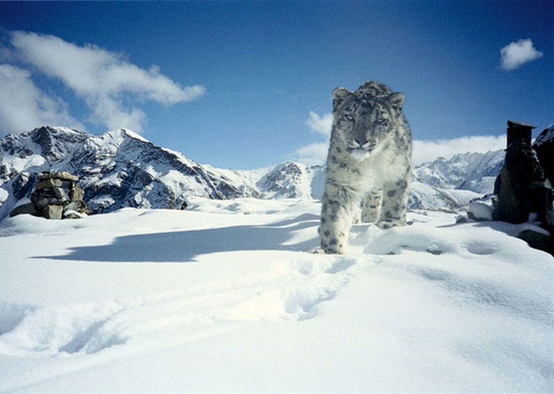 Hemis National Park, Jammu & Kashmir