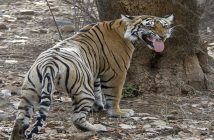 Ranthambore National Park Rajasthan