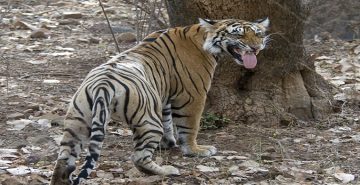 Ranthambore National Park Rajasthan