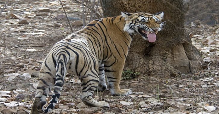 Ranthambore National Park Rajasthan