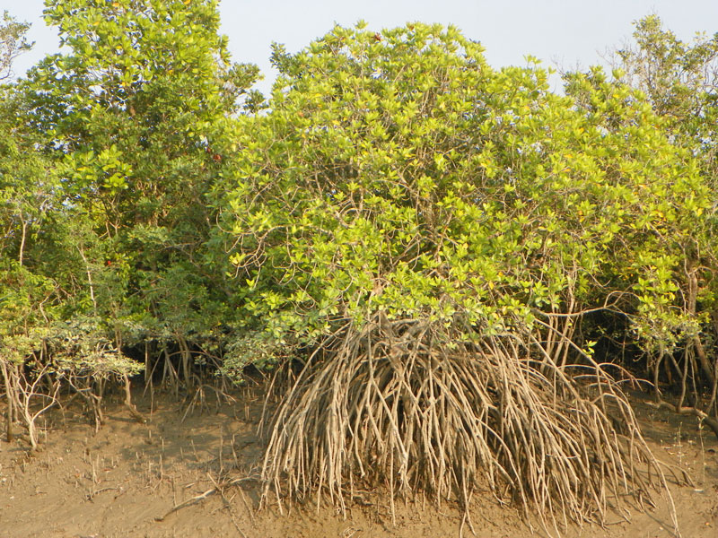 Sundarbans National Park, West Bengal